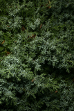 Juniperus sabina 'Rockery Gem' RCP2-2014 058.JPG